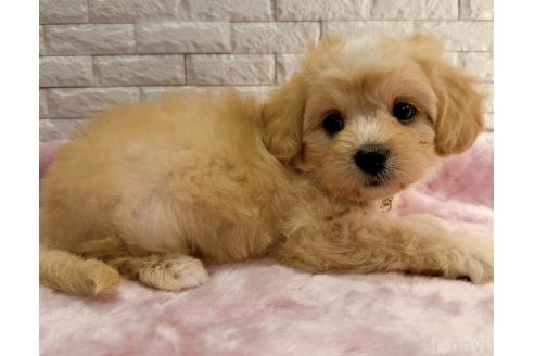 販売中の奈良県のキャバマル:キャバリア×マルチーズ-387813の14枚目