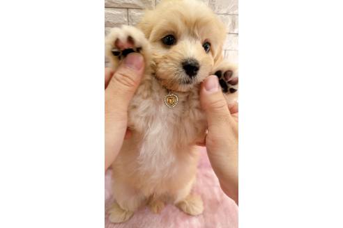 販売中の奈良県のキャバマル:キャバリア×マルチーズ-387813の13枚目