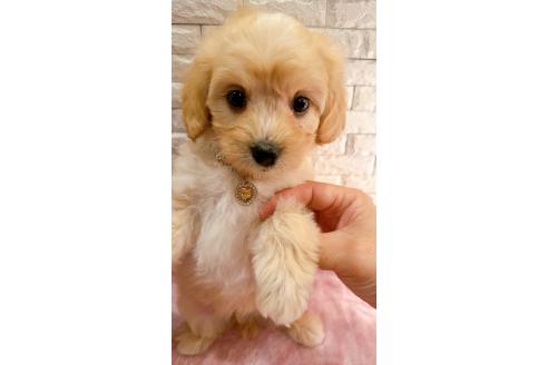 販売中の奈良県のキャバマル:キャバリア×マルチーズ-387813の12枚目