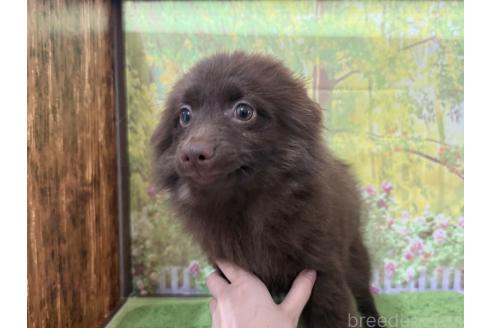 販売中の埼玉県のポメラニアン-387814の3枚目