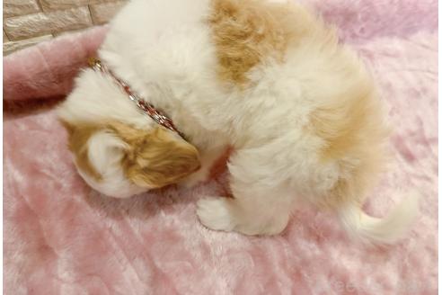 販売中の奈良県のキャバマル:キャバリア×マルチーズ-387816の15枚目
