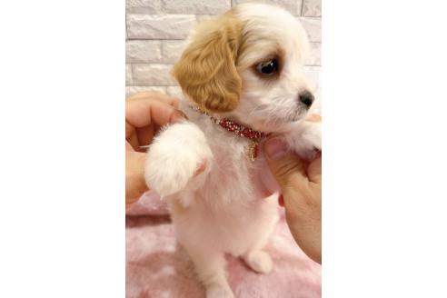 販売中の奈良県のキャバマル:キャバリア×マルチーズ-387816の13枚目