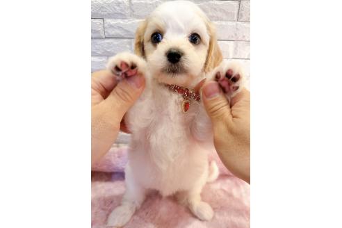 販売中の奈良県のキャバマル:キャバリア×マルチーズ-387816の12枚目