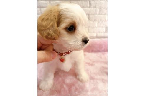 販売中の奈良県のキャバマル:キャバリア×マルチーズ-387816の11枚目