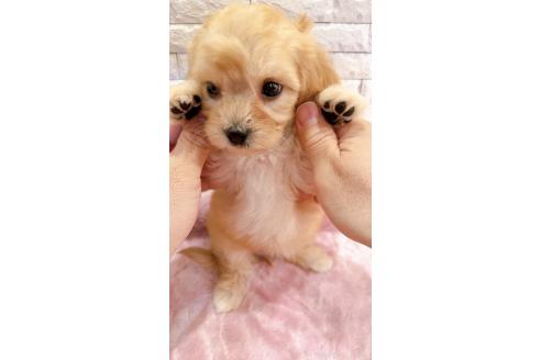 販売中の奈良県のキャバマル:キャバリア×マルチーズ-387817の16枚目