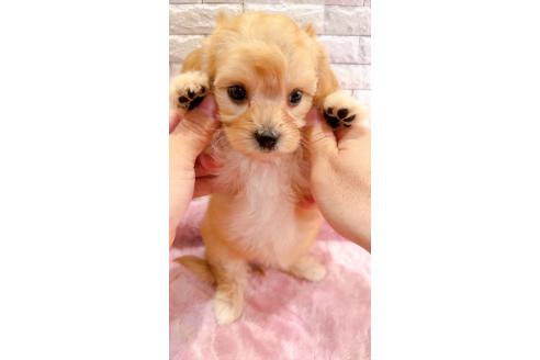 販売中の奈良県のキャバマル:キャバリア×マルチーズ-387817の15枚目