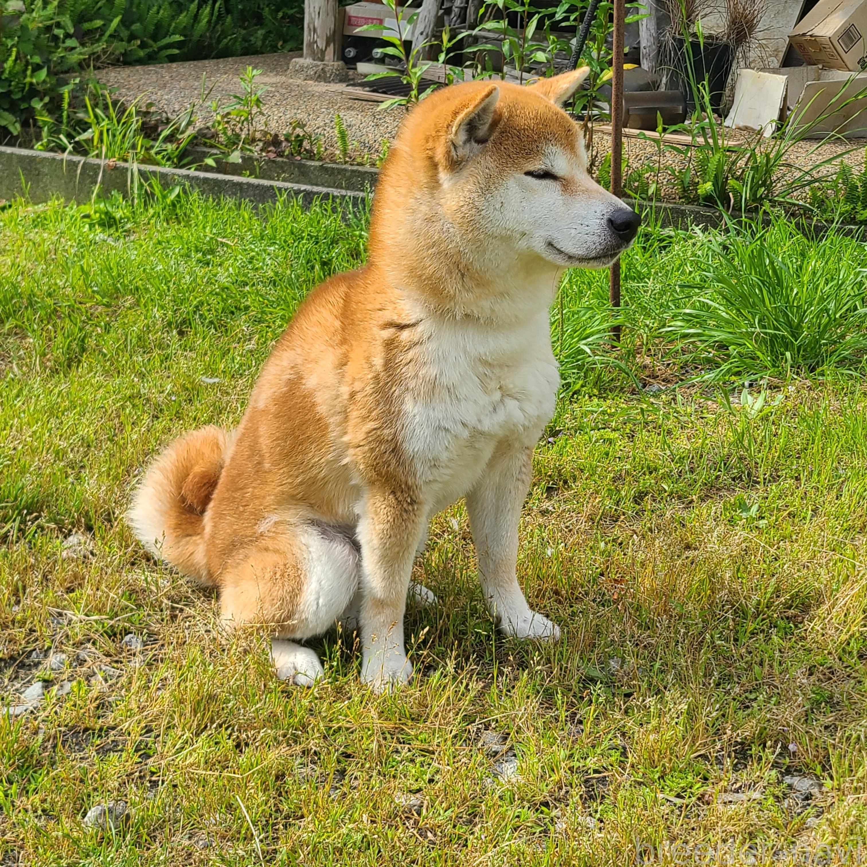 販売中の静岡県の柴犬-387830の9枚目