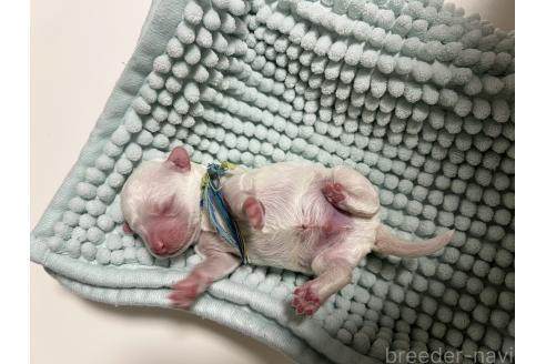 販売中の沖縄県のビションフリーゼ-387826の5枚目