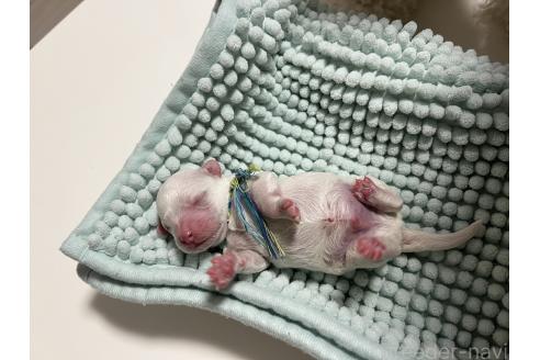 販売中の沖縄県のビションフリーゼ-387826の4枚目