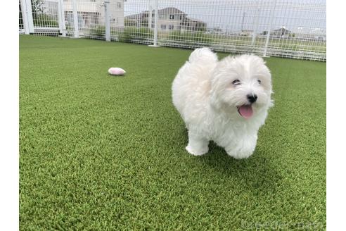 商談中の愛知県のマルプー:マルチーズ×トイプードル-387838の4枚目