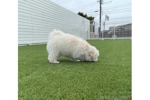 商談中の愛知県のマルプー:マルチーズ×トイプードル-387838の3枚目