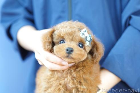 成約済の埼玉県のトイプードル-387839の2枚目