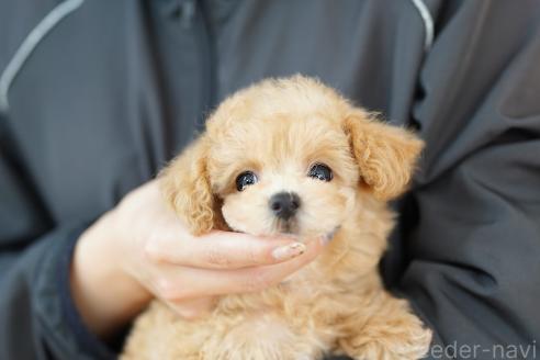 販売中の埼玉県のマルプー:マルチーズ×トイプードル-387840の2枚目