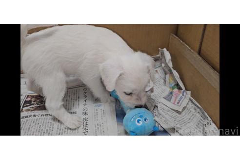 販売中の愛知県のミックス犬-387841の7枚目