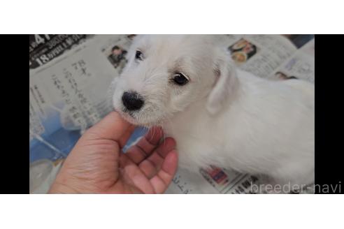販売中の愛知県のミックス犬-387841の6枚目