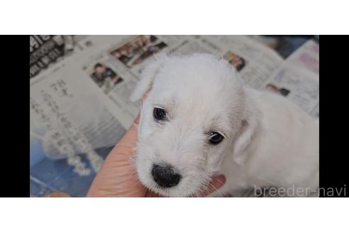 販売中の愛知県のミックス犬-387841の5枚目