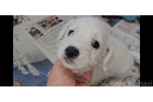 販売中の愛知県のミックス犬-387841の4枚目