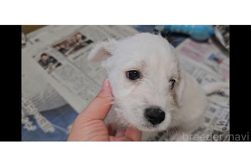販売中の愛知県のミックス犬-387841の3枚目
