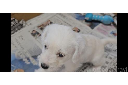 販売中の愛知県のミックス犬-387841の2枚目