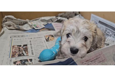 販売中の愛知県のミックス犬-387843の7枚目