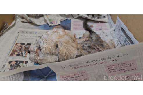 販売中の愛知県のミックス犬-387843の6枚目