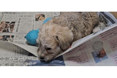 販売中の愛知県のミックス犬-387843の5枚目