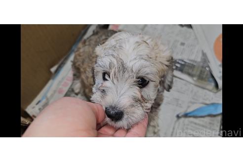 販売中の愛知県のミックス犬-387843の4枚目