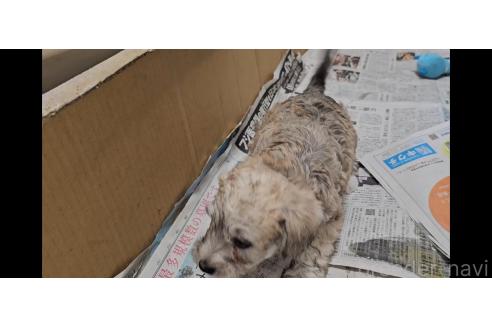 販売中の愛知県のミックス犬-387843の2枚目