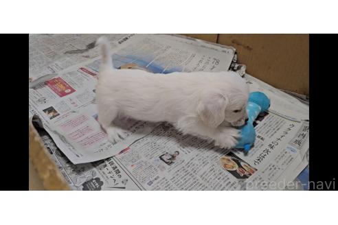 販売中の愛知県のミックス犬-387844の5枚目