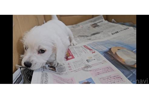 販売中の愛知県のミックス犬-387844の4枚目
