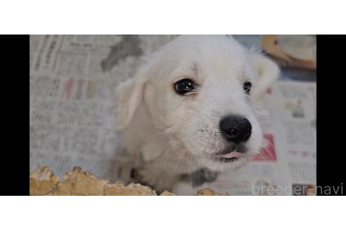 販売中の愛知県のミックス犬-387844の3枚目