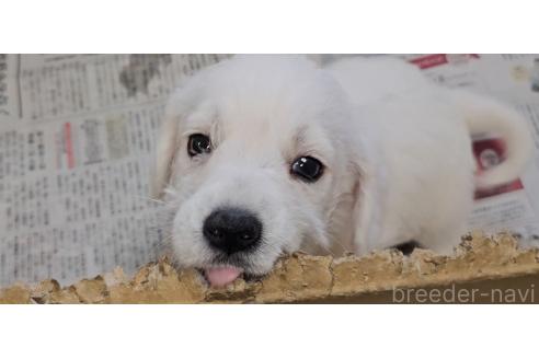 販売中の愛知県のミックス犬-387844の2枚目