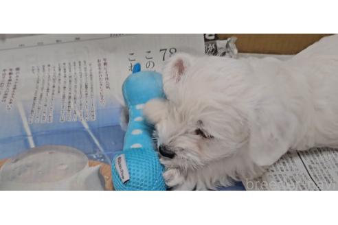 販売中の愛知県のミックス犬-387846の5枚目