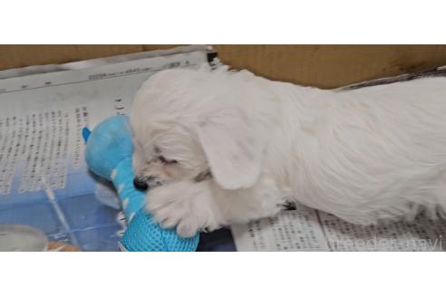販売中の愛知県のミックス犬-387846の4枚目