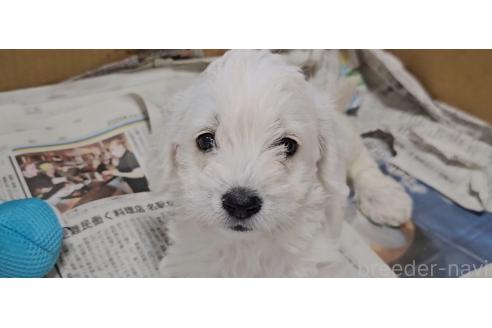 販売中の愛知県のミックス犬-387846の3枚目