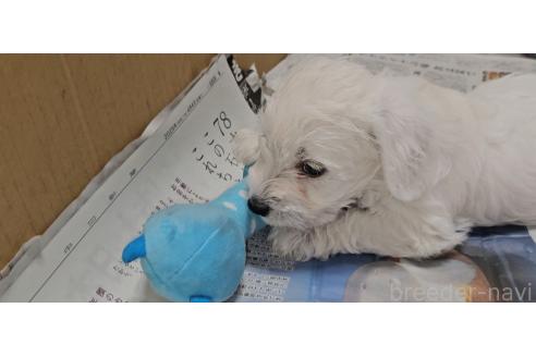 販売中の愛知県のミックス犬-387846の2枚目
