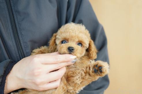 販売中の埼玉県のトイプードル-387845の3枚目