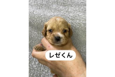 販売中の岩手県のキャバプー:キャバリア×トイプードル-387847の1枚目