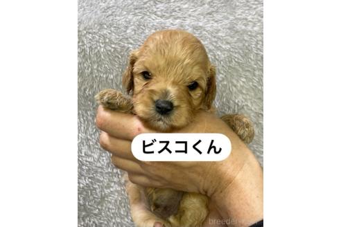 販売中の岩手県のキャバプー:キャバリア×トイプードル-387848の1枚目