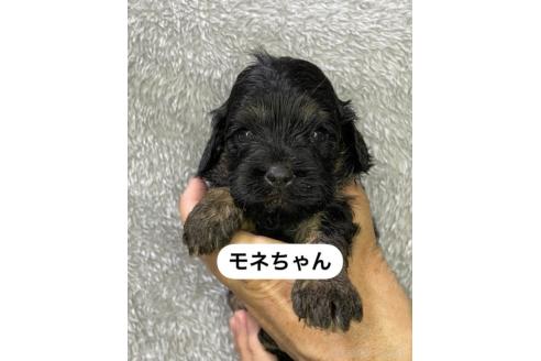 販売中の岩手県のキャバプー:キャバリア×トイプードル-387849