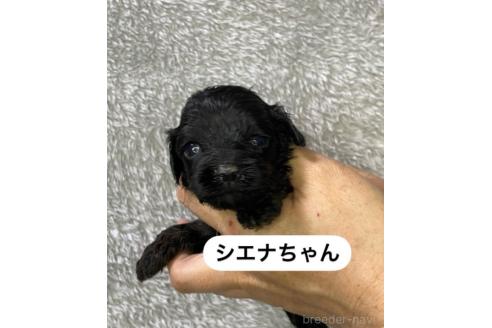販売中の岩手県のキャバプー:キャバリア×トイプードル-387850