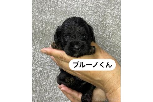 販売中の岩手県のキャバプー:キャバリア×トイプードル-387851の1枚目