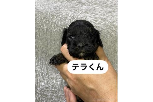 販売中の岩手県のキャバプー:キャバリア×トイプードル-387852の1枚目
