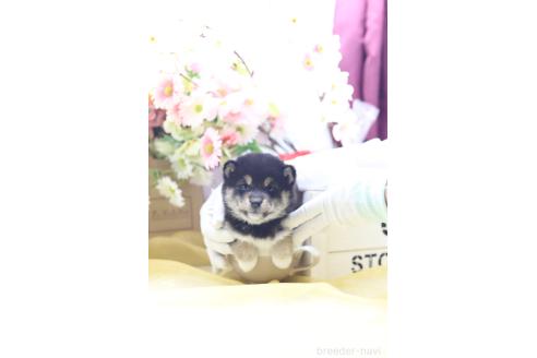 成約済の東京都の豆柴-387855の7枚目