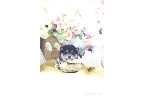 成約済の東京都の豆柴-387855の8枚目