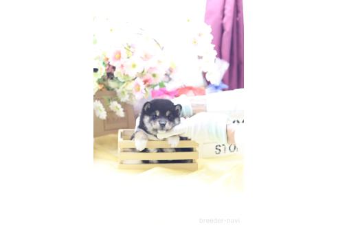 成約済の東京都の豆柴-387855の4枚目