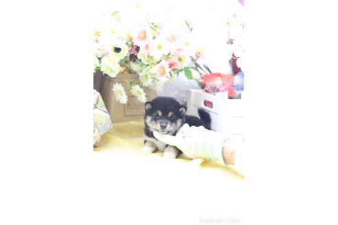 成約済の東京都の豆柴-387855の5枚目