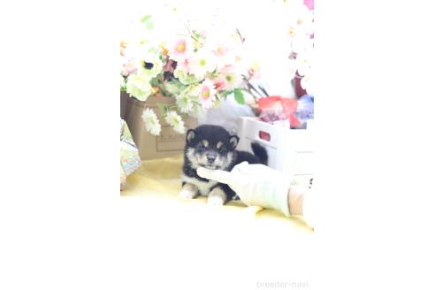 成約済の東京都の豆柴-387855の3枚目