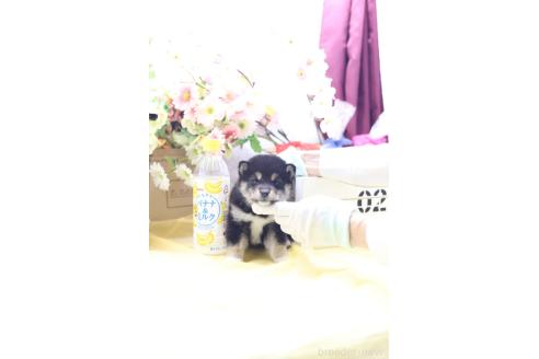 成約済の東京都の豆柴-387855の2枚目