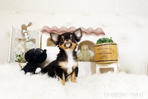 成約済の佐賀県のチワワ(ロングコート)-379467の5枚目